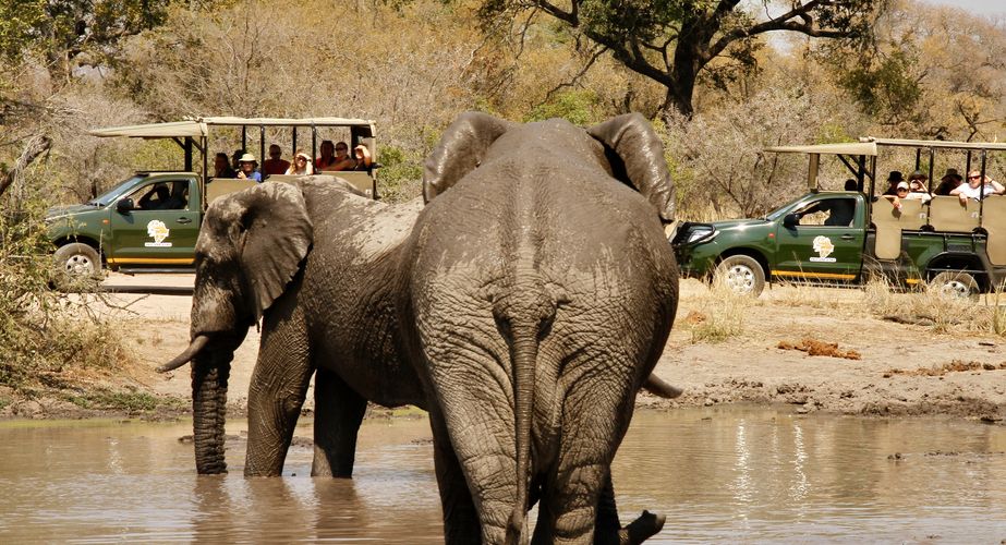 Kruger NP olifanten Zuid Afrika groepsrondreis 14